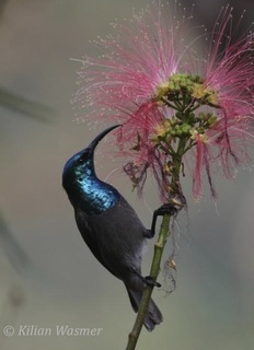 Blue-headed Sunbird.jpg