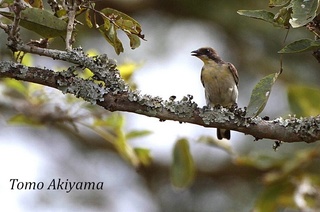 Greater Honeyguide with sign.jpg