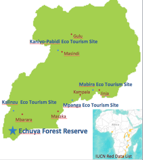 gewy cuckoo shrike.png