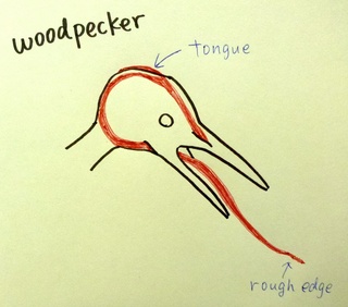 woodpecker tongue.jpg